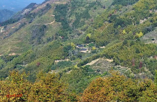 深秋，到政和大岭村看银杏黄叶去。