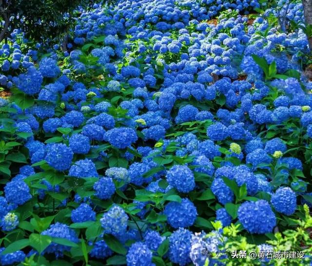 朋友圈C位预定!黄石一景区200亩绣球花将成蓝色海洋