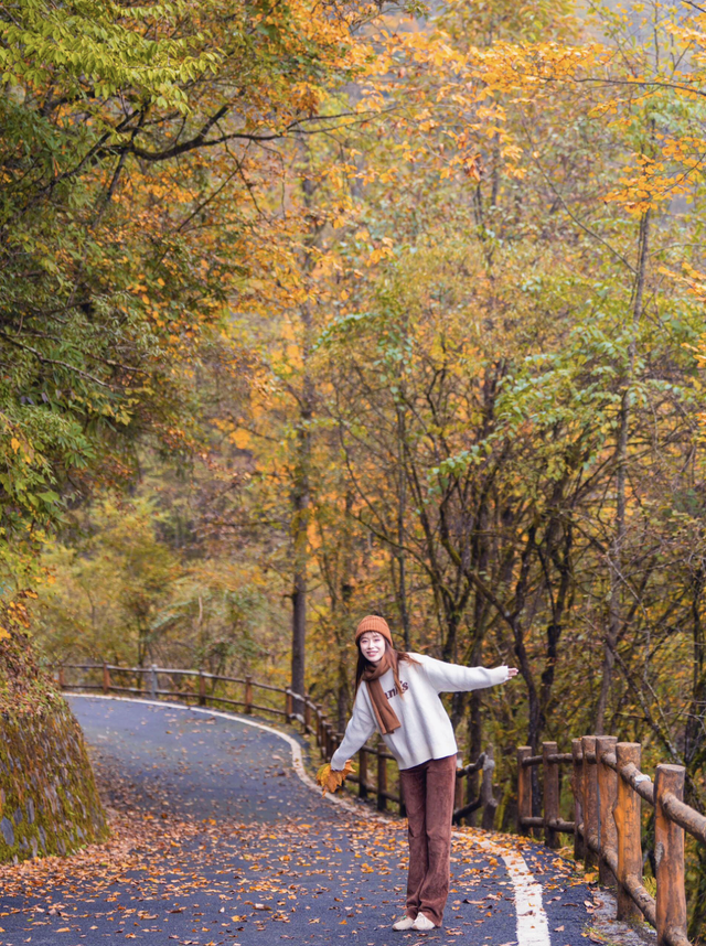 喇叭河红叶巅峰期打卡攻略，彩林秘境+野生萌兽，秋假带娃研学首选！