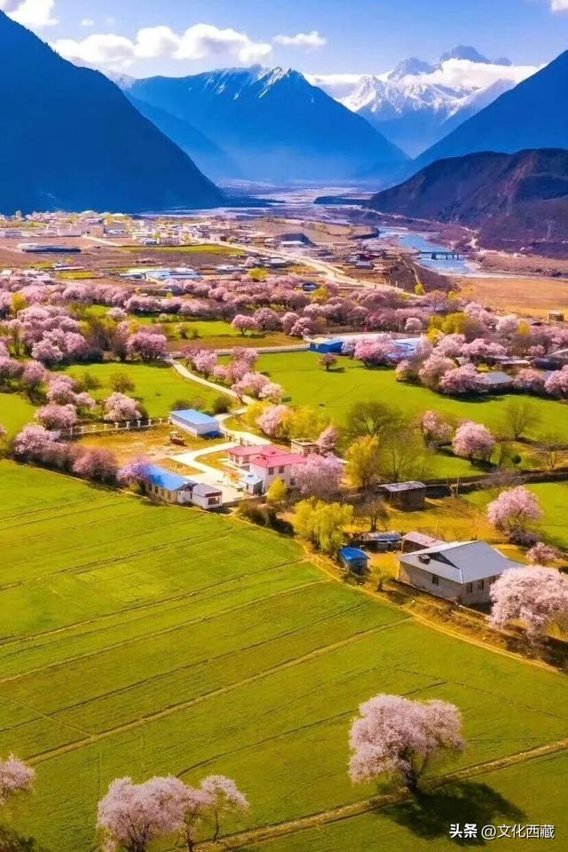 林芝桃花节花期已定！中国最美桃花，超详细打卡攻略来了！