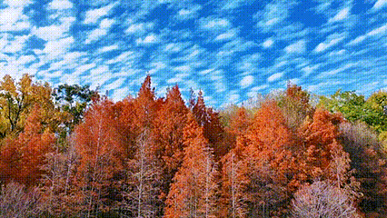 在大理，这个落叶像雪的季节