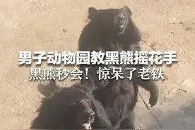 男子动物园教黑熊摇花手 黑熊秒会！惊呆了老铁图片
