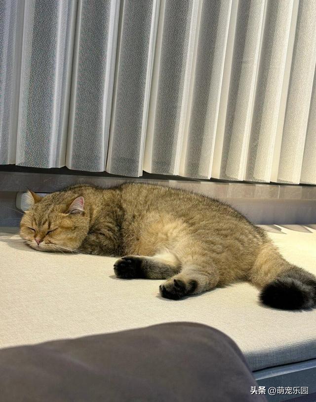 127平小窝住半年，家里主子爱窗台垫，朋友追着问来历