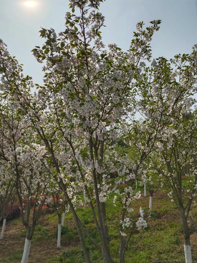 屈原故里（2021.3.15 宜昌·秭归）