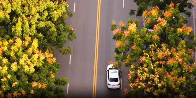 钟山栾树盛装迎秋，满城“灯笼”映红天空！