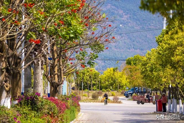云南保山有条海棠路，种满的却是刺桐花，春日风景堪称一绝