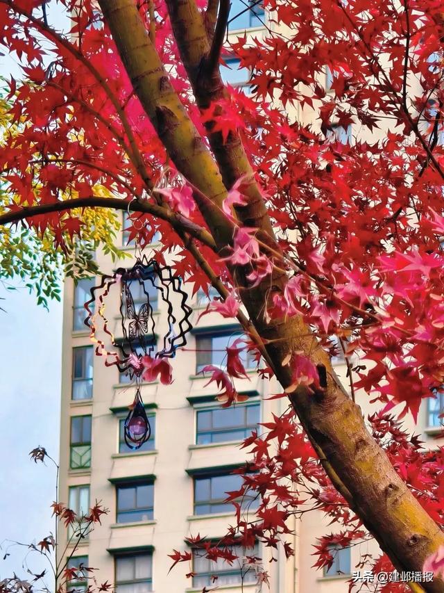 爆火！最美200米红枫大道已达最佳观赏期