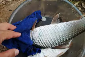 野钓大土鲮鱼开始了！活跃且狂口，清蒸特别美味图片