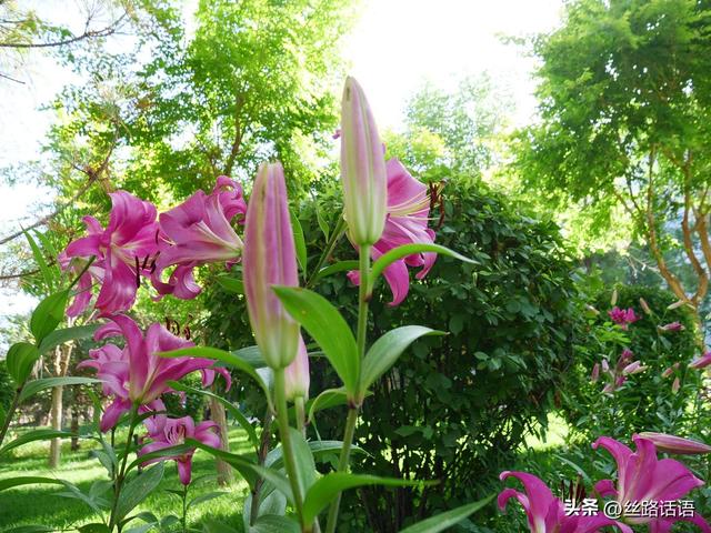 图集丨山丹：百合盛开，许你一个浪漫盛夏！