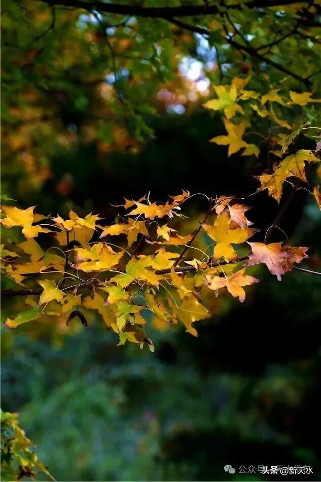 天水弘文园秋景美翻了，快去打卡！