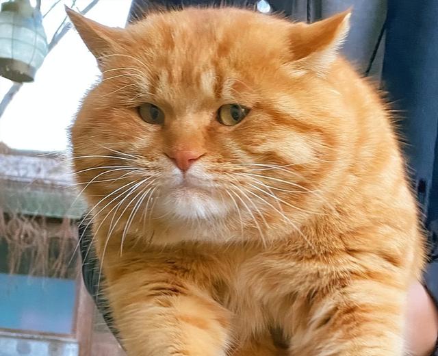猫咪的“3个”旺财名，不仅让它健康长寿，还能让你财源滚滚！