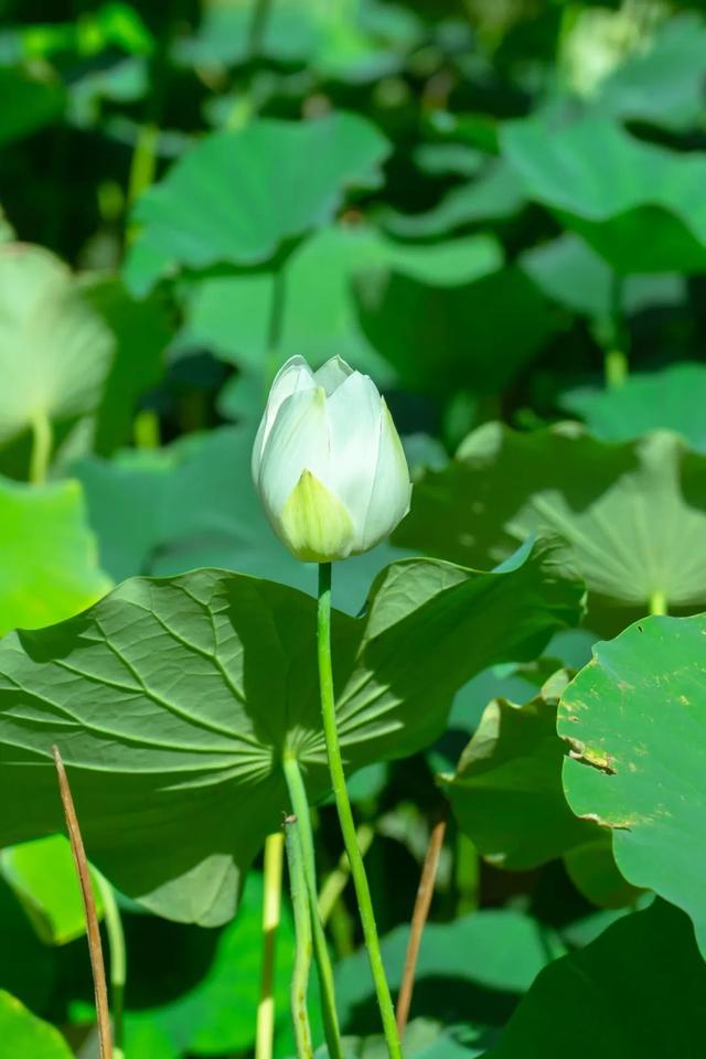 藕花深处棹歌远，江汉夏日荷风集