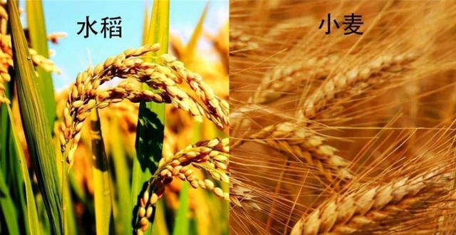 巴西大豆坐地起价？对华报价疯涨	，中国买家集体停购：等两个时机