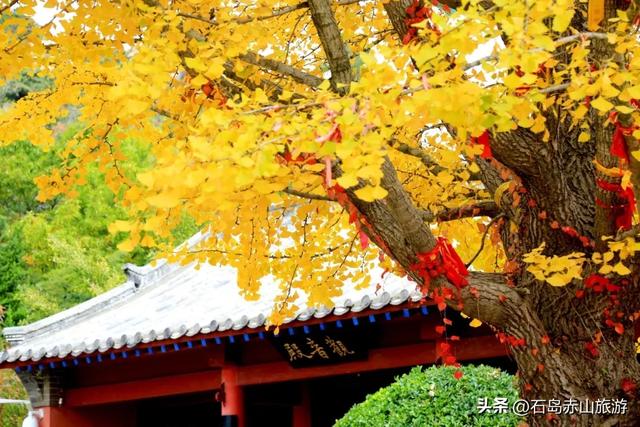 赤山红叶已红透!这场治愈之旅,错过等一年!