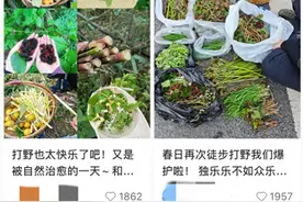 上海人最近迷上“打野”？有人分享挖野菜攻略，专家：有风险图片