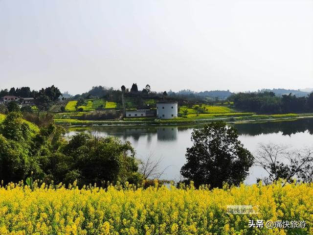 正月春光好，自贡青龙湖油菜花海已提前绽放！