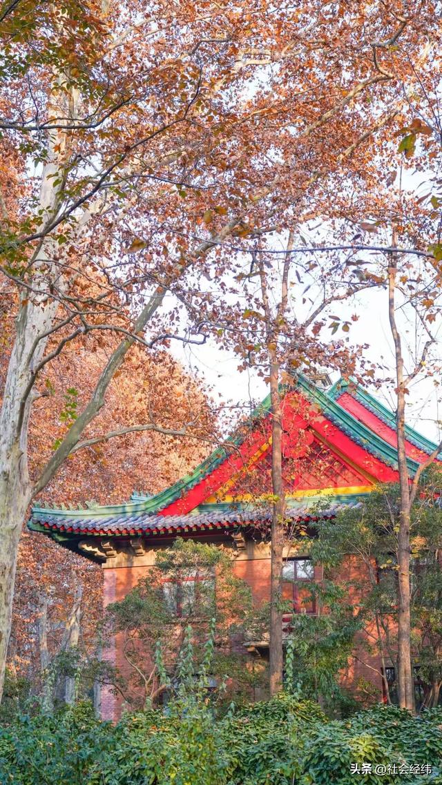 【每日一景】“枫”景这边独好 中山植物园红枫岗