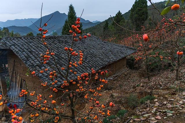 从化桂峰村赏秋，