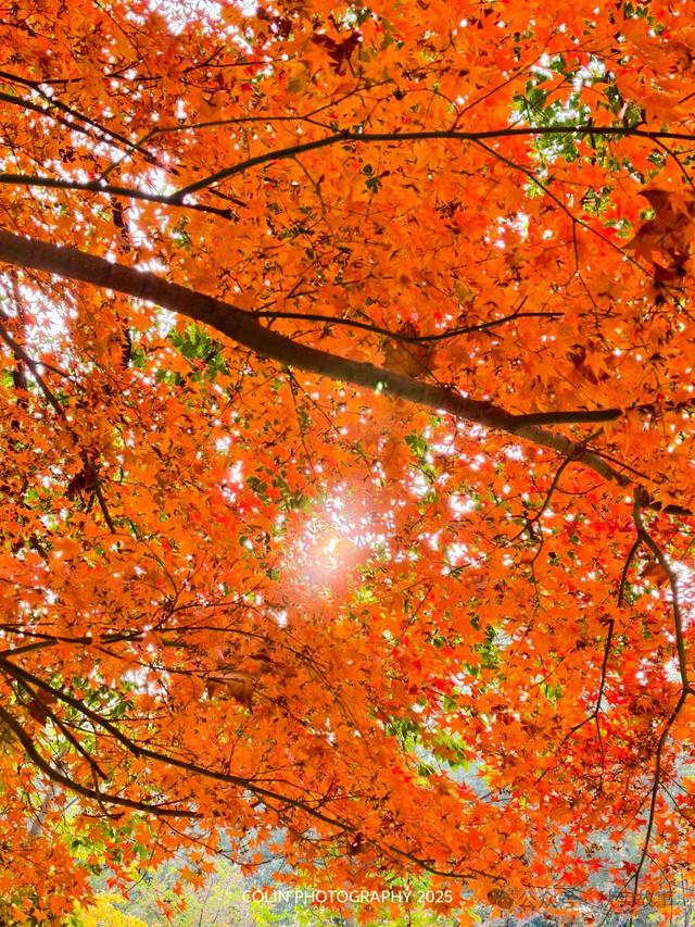 颜值巅峰的冬日秘境！上海共青森林公园，12月最值得去的免费公园