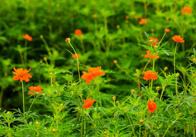秋日花海宣言｜这里有一整片滚烫的浪漫！