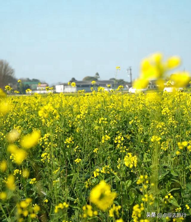 成都春天最美花开了，既壮观又唯美，这4处全免费，地铁公交可达