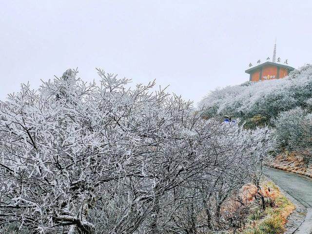 金佛山下雪❄️啦！秒变冰雪仙境