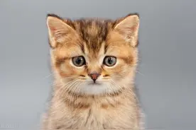 关于猫咪的30个冷知识，养猫十年都不一定全知道！图片