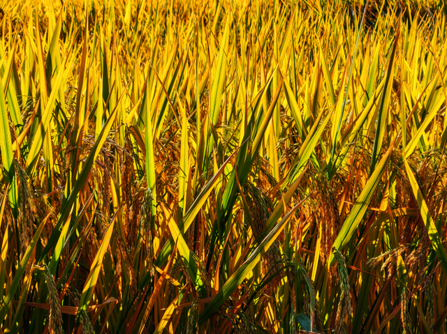 南山秋艳！云浮市民前来打卡→