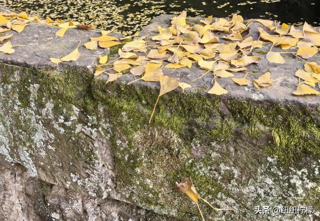 为看金黄美景和红墙，我来北碚静观走一趟，在塔坪寺和思乡台公园