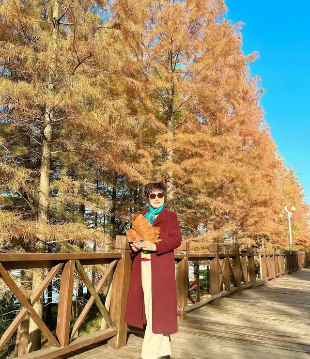 冬日里的红杉林