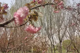 春日限定！石津灌渠文化公园晚樱盛放，清明期间等你来看图片