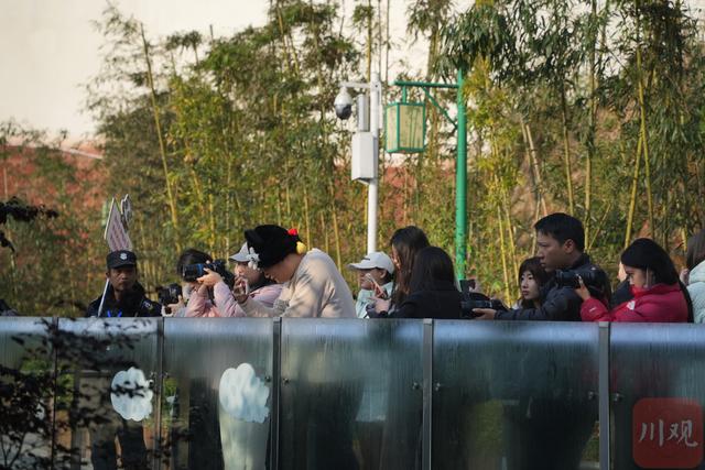 不止于看竹，网络大V在万亩竹海解锁文旅新玩法|国内国际大V宜宾行