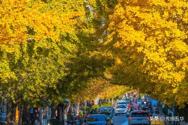 有一种叫云南的生活｜大理古城银杏，太美了！