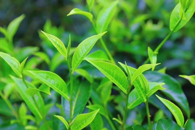 大量上市！去边境小城品茶，这条线路超火！