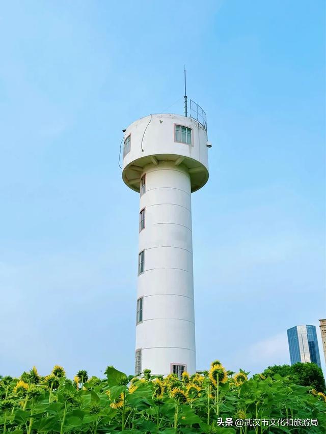 武昌花海又上新，美得很治愈！