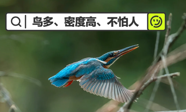 屯溪傍霞丨观鸟新手村·萌新练级刷野好去处~吃住游行全无忧！| 皖美夏日