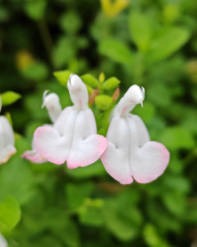 繁花似锦的秋天