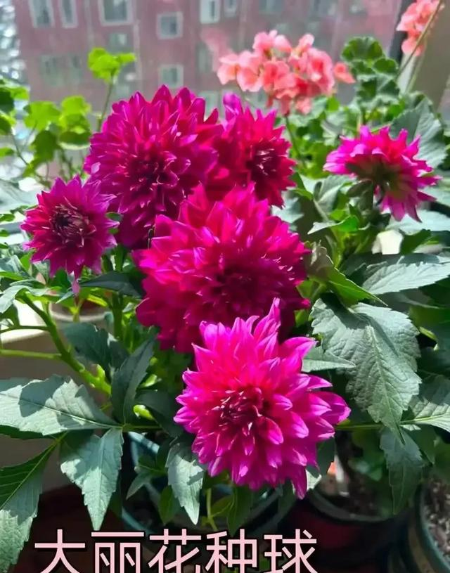 阳台院子必种！这10种花堪称传家宝＂，栽1回年年爆花