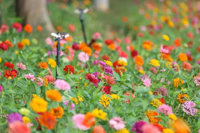 邂逅秋日烂漫：丰泽这片花海美丽绽放，就藏在……