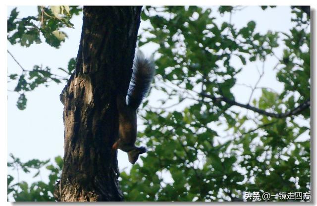 沈阳东陵郊野公园“精灵”出没