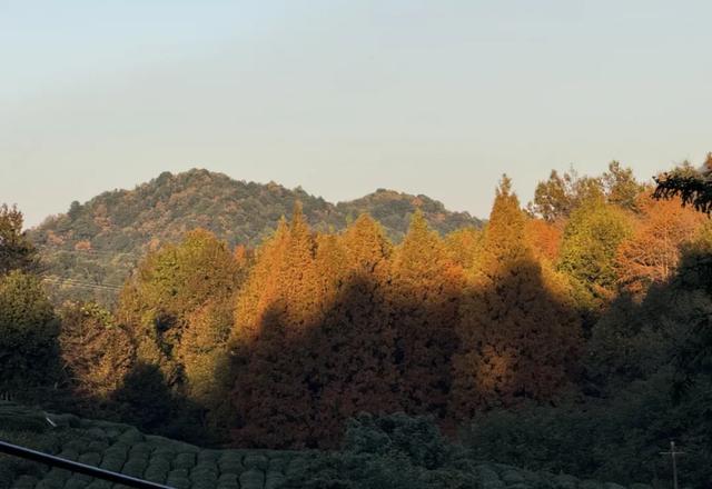 体荟四季｜秋日遛娃去哪？答案藏在这5座森林公园里
