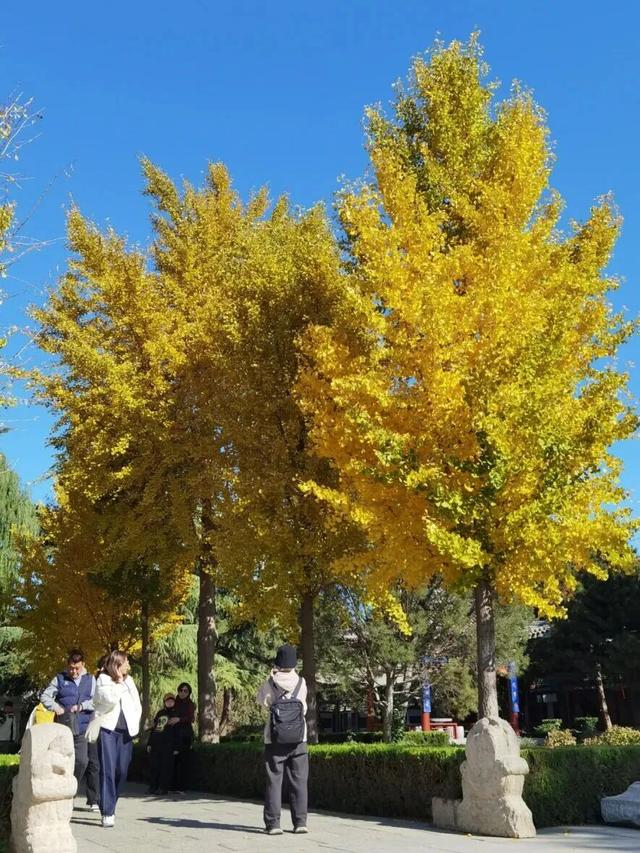 这个季节总要去趟正定，去邂逅那迷人的古建红和金秋黄！