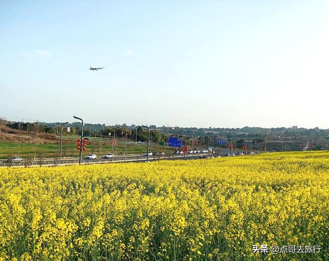 成都最美的古风油菜花田，坐在花田中免费看大飞机，公交车直达！