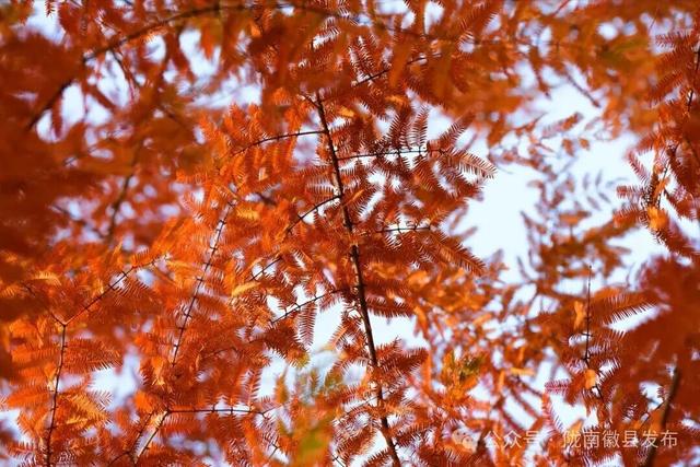 徽县：水杉的冬日华彩