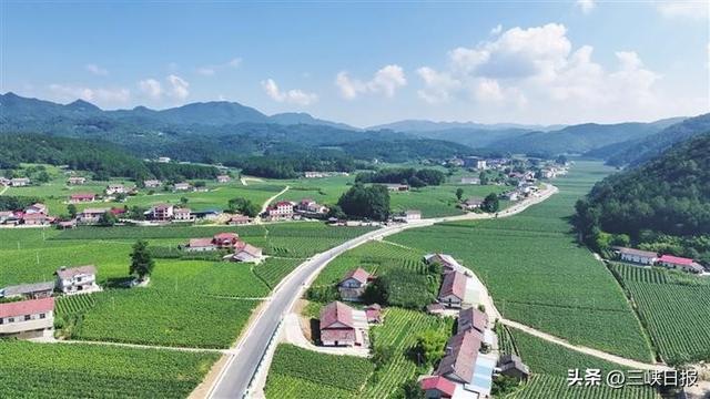 湖北宜昌：“候鸟族”点亮绿水青山