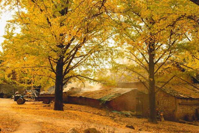 河南千年银杏黄了！没门票停车费，2个打卡地携若干免费景点美了