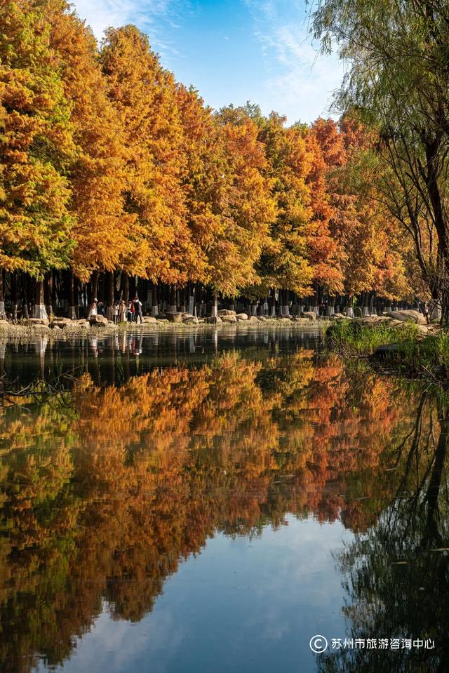 最近林子里长满了苏州人