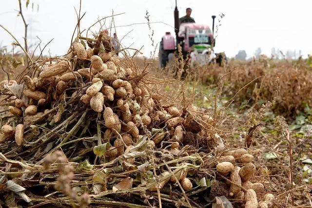 花生采收黄金期来临，这5个重点做到位，颗颗饱满卖相佳