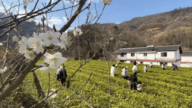 康县的春，从南一路盛开