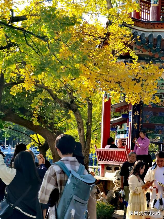 美爆！美爆！超全攻略！超出片！🤳昆明银杏黄金倒计时，抓紧时间冲~